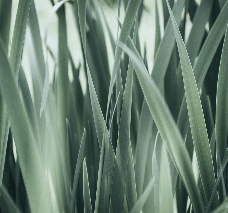 Why Smart Lawn Care Is a Long-Term Investment, Not an Expense