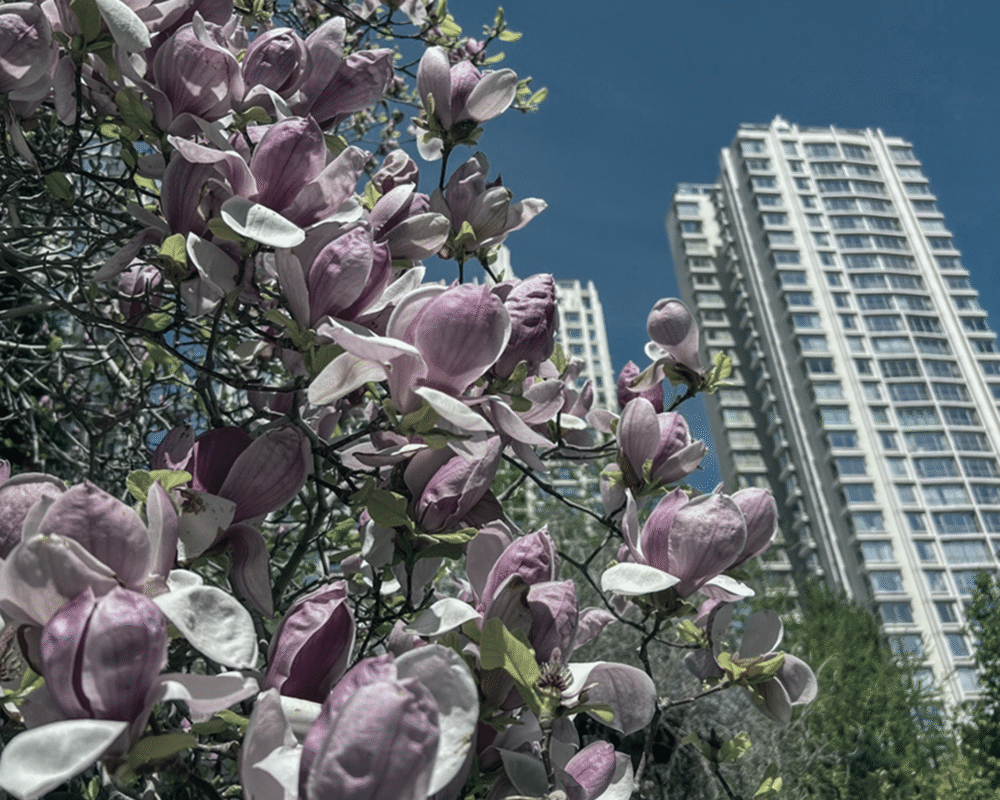 Mapleshore landscaping team installing plants and garden beds in the GTA